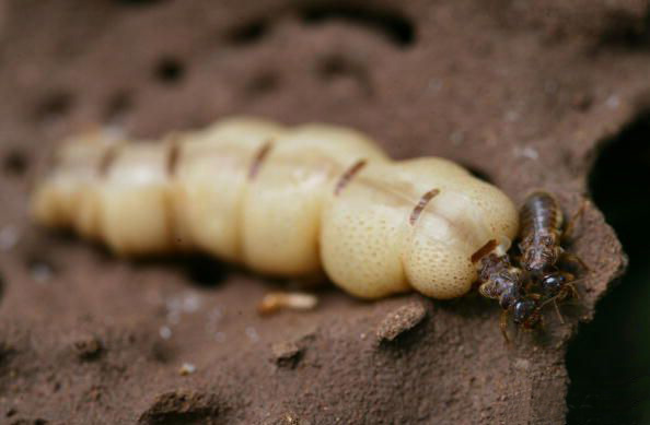 termite-queen-picture.jpg