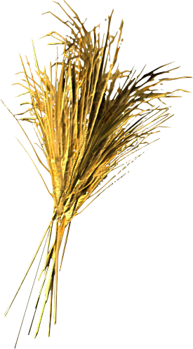 Wheat.png