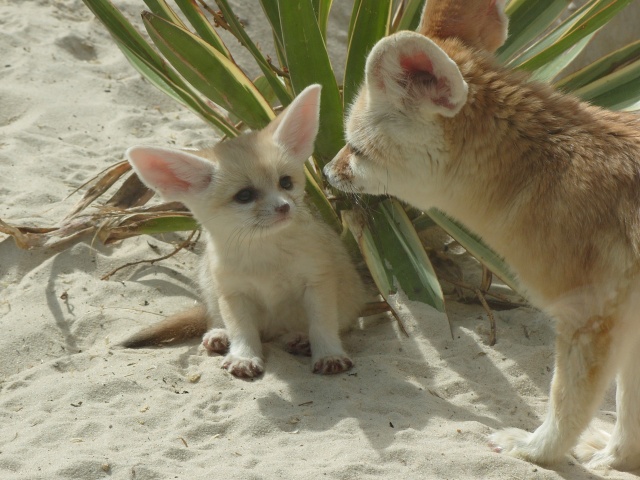 лисичка-Фенек-животные-милота-546876.jpe