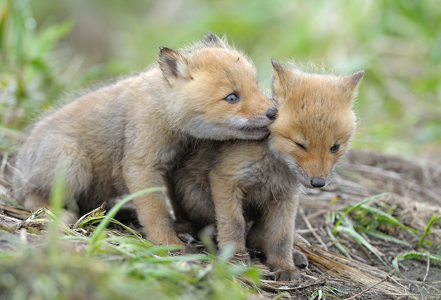 фото-лисы-милота-продолжение-в-каментах-