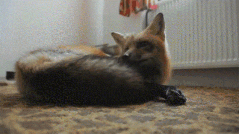 гифки-мимими-лисичка-песочница-400461.gi