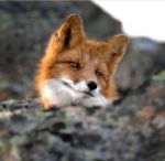 Изображение: art-лис-фото-улыбка-258647.jpeg