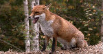 Изображение: гифки-лиса-440739.gif
